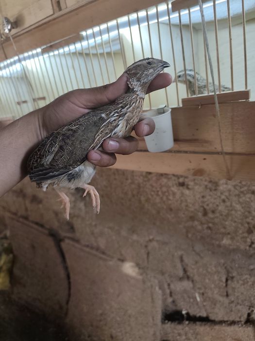 Italiya bedana 45-50 kunli