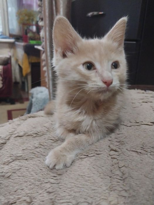 Котик персикового окраса. Домашний
