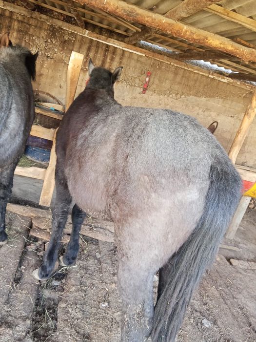 Сатылады жем жеп тур