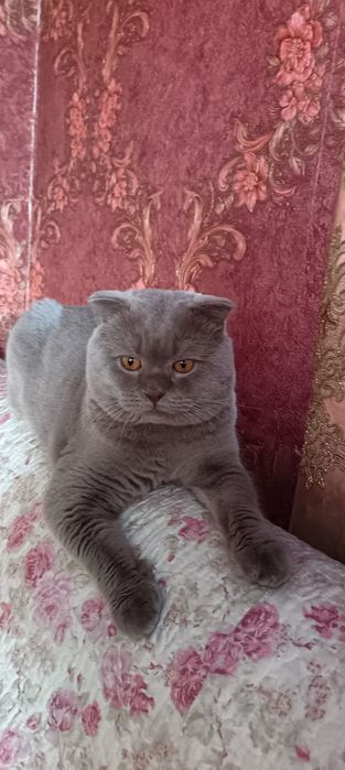 Отдам кота чистый британец