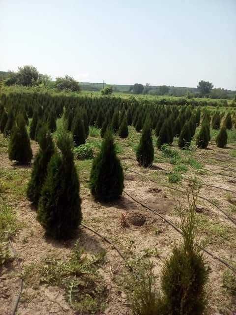 Продавам туя и вечнозелени храсти