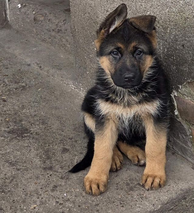 Немска овчарка женска