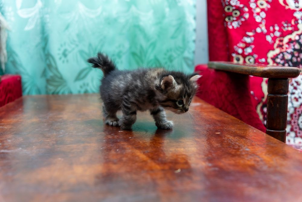 Отдам котят бесплатно в добрые руки