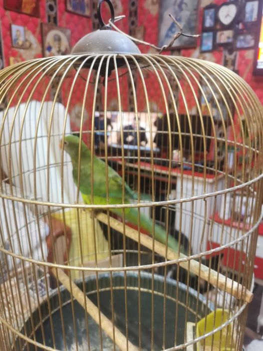 vand sau schimb cu pesti acvariu papagal femela