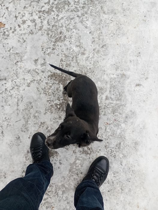 Продам щенка породы Дратхаар