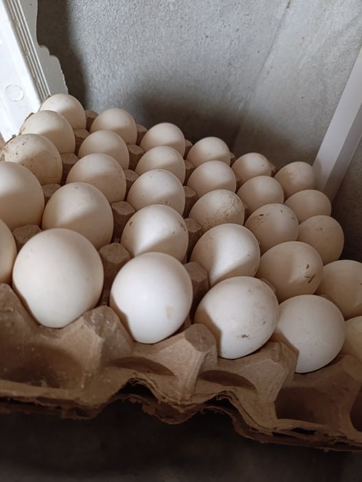 Индоутинные яйца