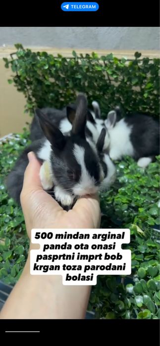 Domda boqiladigan quyonla bor karlikla, mini lops, nederlandskiy quyon