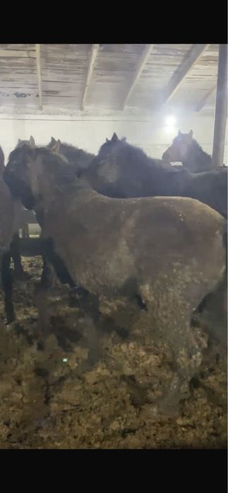 Тай жылқы лошади откорм