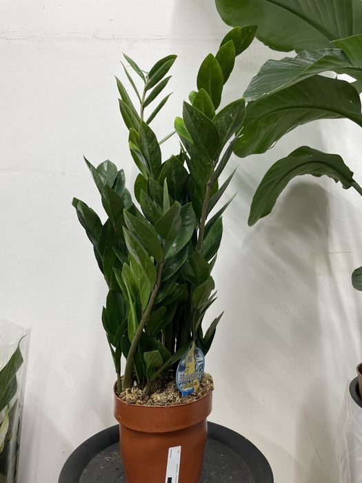 Замиакулькас (доллоровое дерево)