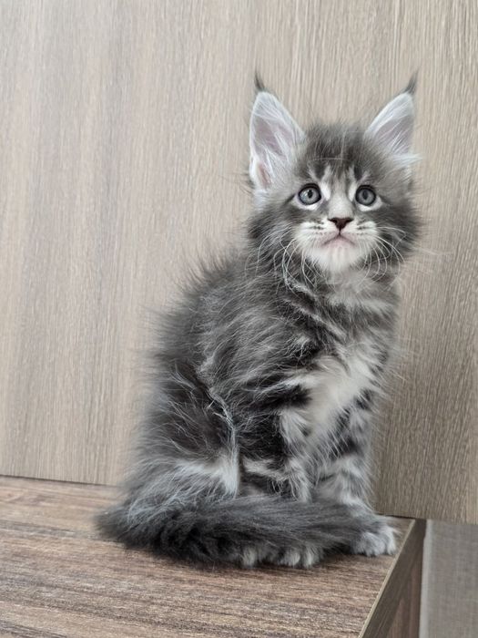 Шикарный мальчик мейн-куна