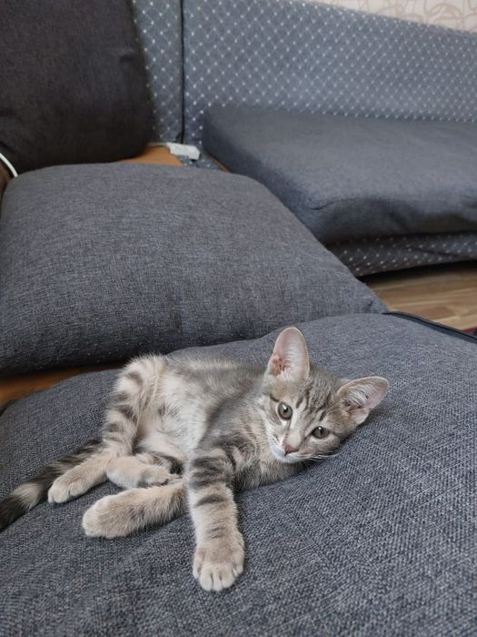 Отдам малышку в добрые руки