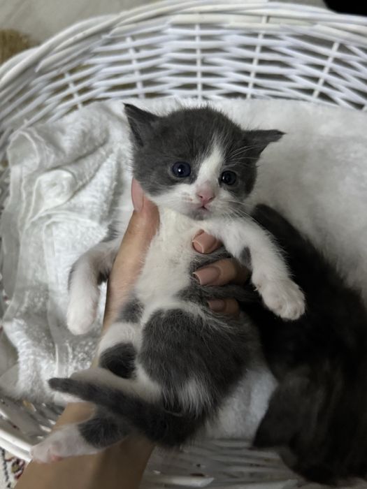 Продаются котята