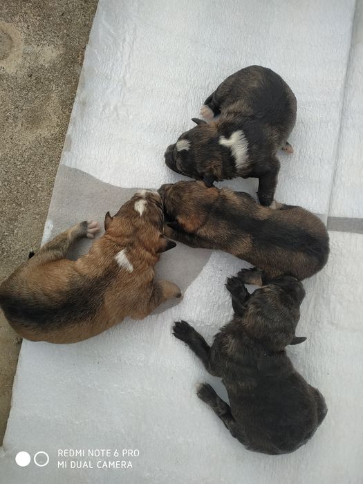 Отдам собачек в хорошие руки