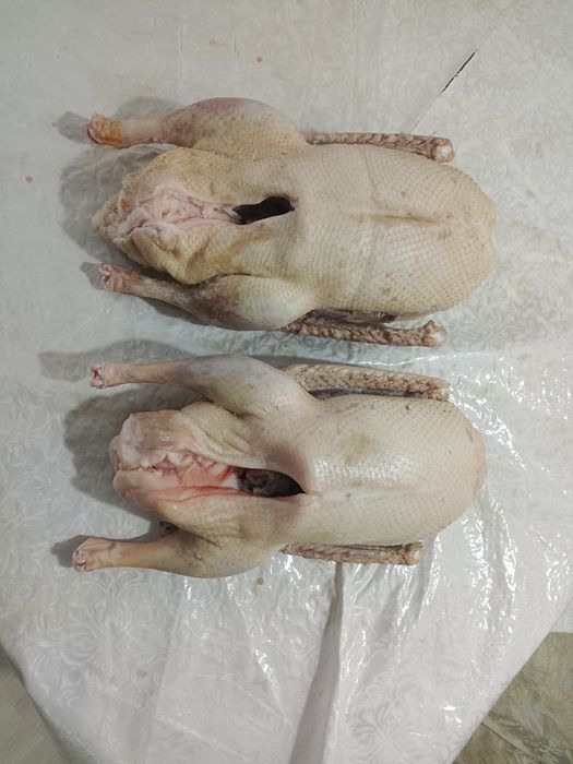 Гусь Гусь Гусь Қаздар Қаздар