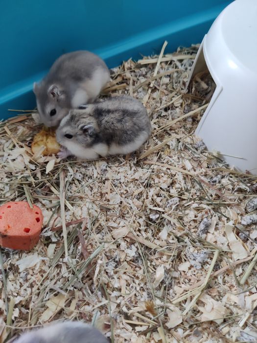 Hamsteri pitici siberieni