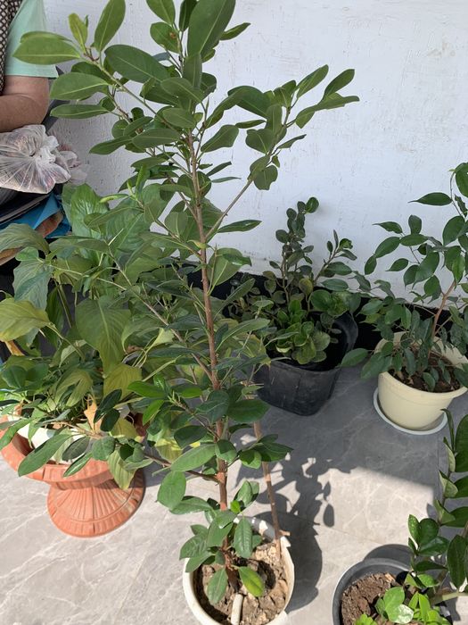 Комнатные цветы