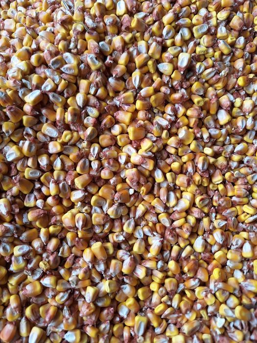 Vând cereale: grâu, orz, triticale și porumb!
