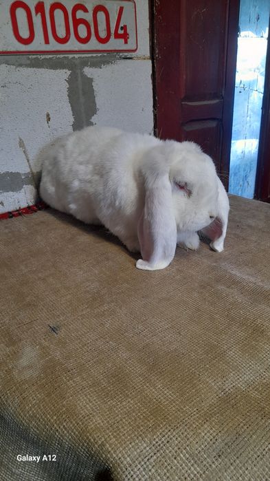 Femela și mascul berbec german