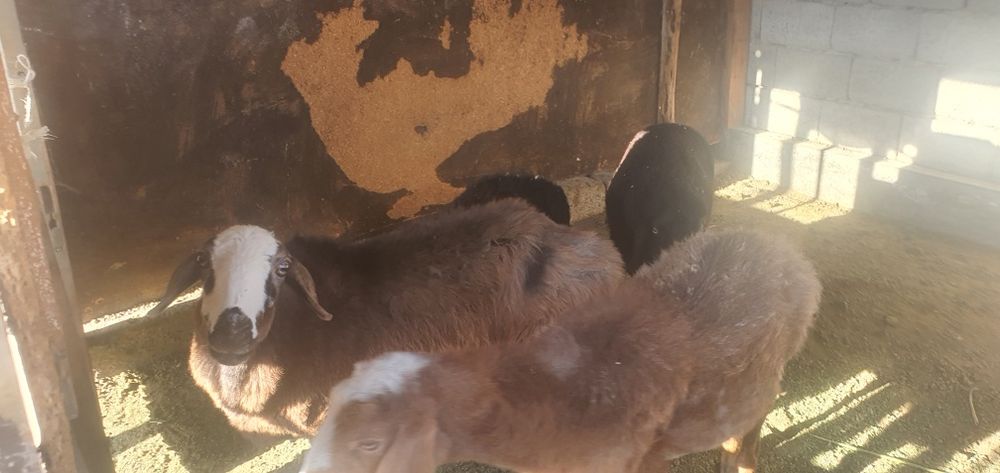 Ona bola qo'ylar sotiladi 2 para kelishamiz