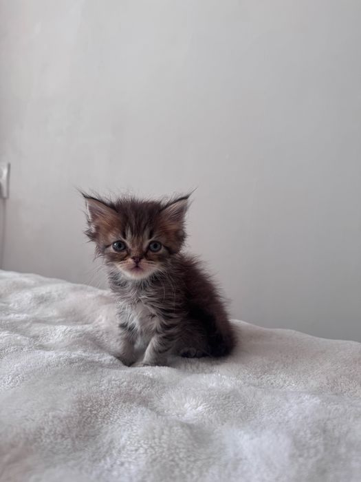 Британские котятки