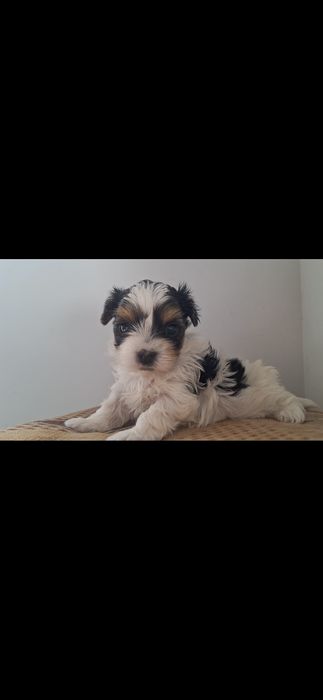 Yorkshire biewer femela