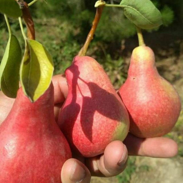 Nok ko'chatlari yangi sortlar