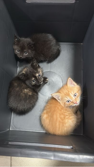 Смешанные котята