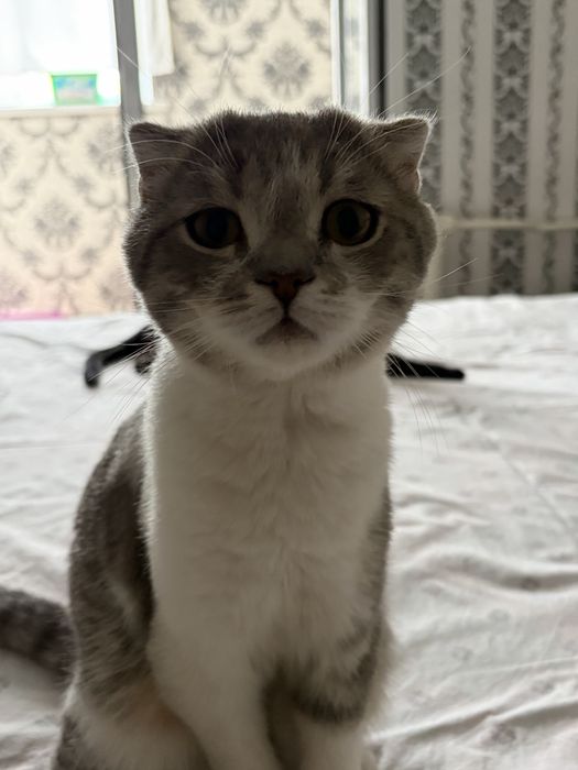 Продается Кот отдам в хорошие руки