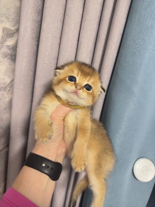 Котята от правильной вязки