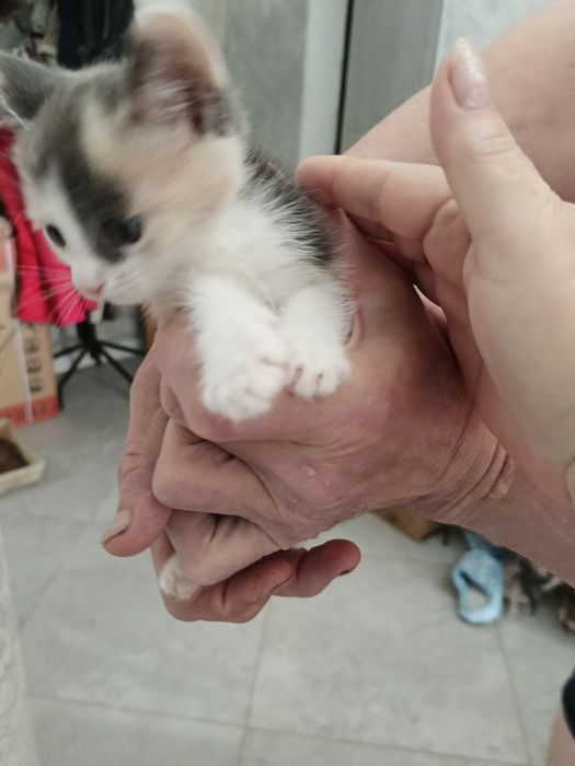 Котята бесплатно