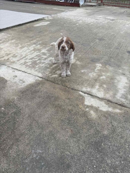 Подарявам кученца