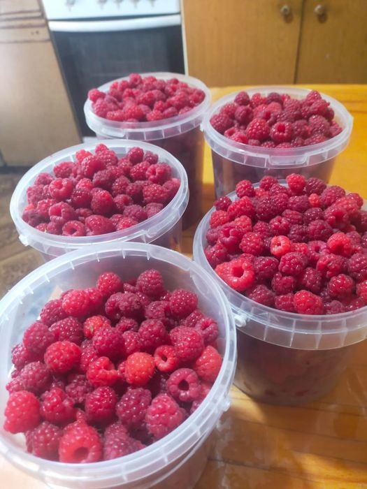 Продам малину, дачная