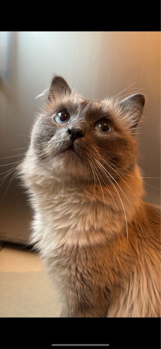 Кот для вязки: опытный и здоровый!