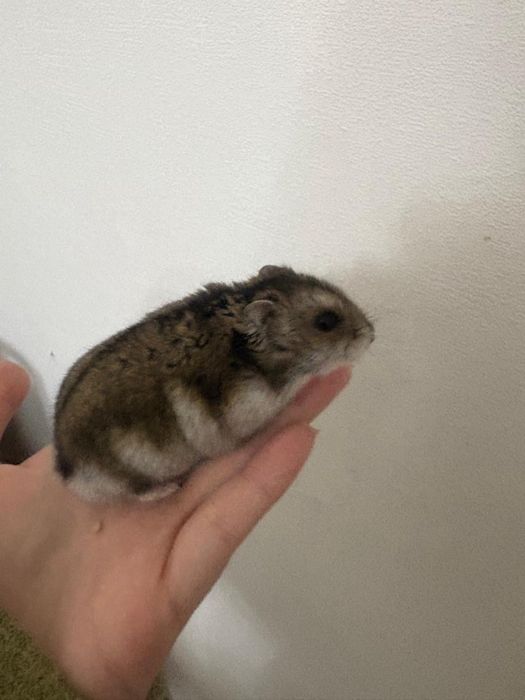 Продается Хомяк с клеткой