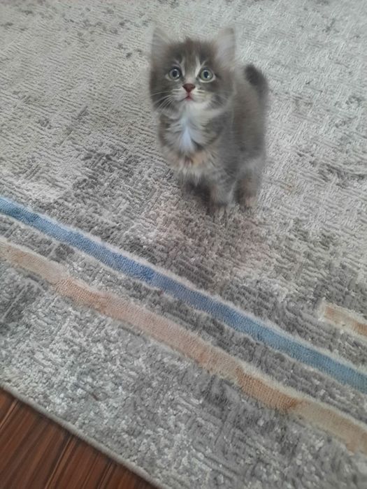 кошечка, а добрые руки