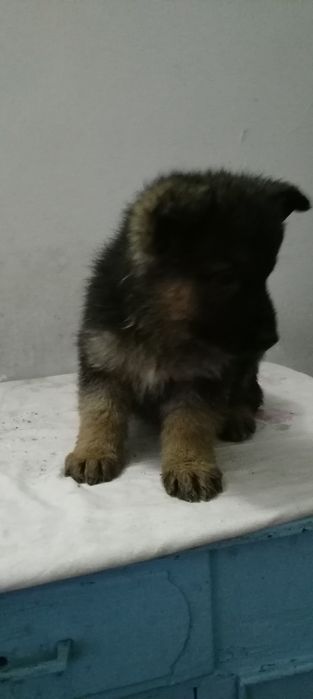 Немецкие Авчарки Кучик Сотилади