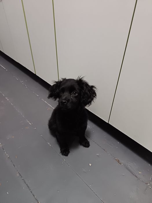 Продам щенка Кокер спаниеля