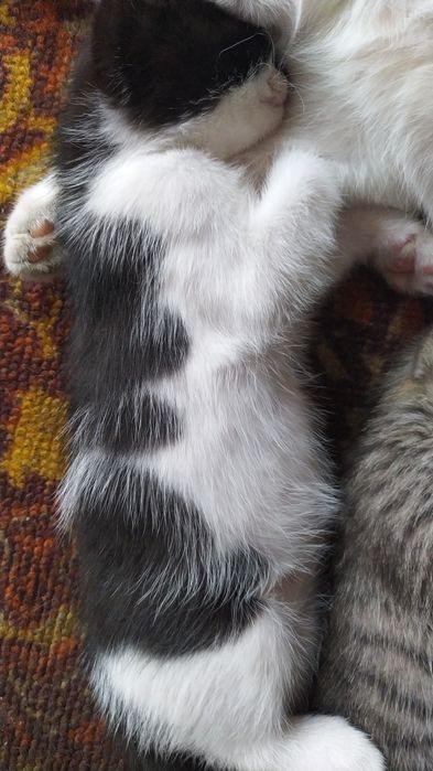 Котята бесплатно