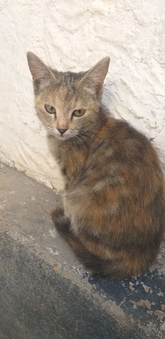 Отдам котят даром