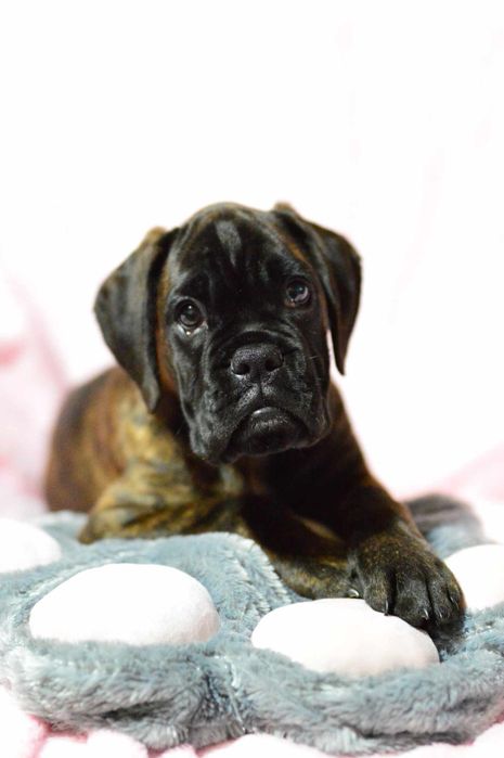 Pui Boxer cu pedigree