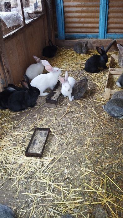 Продаются крольчата