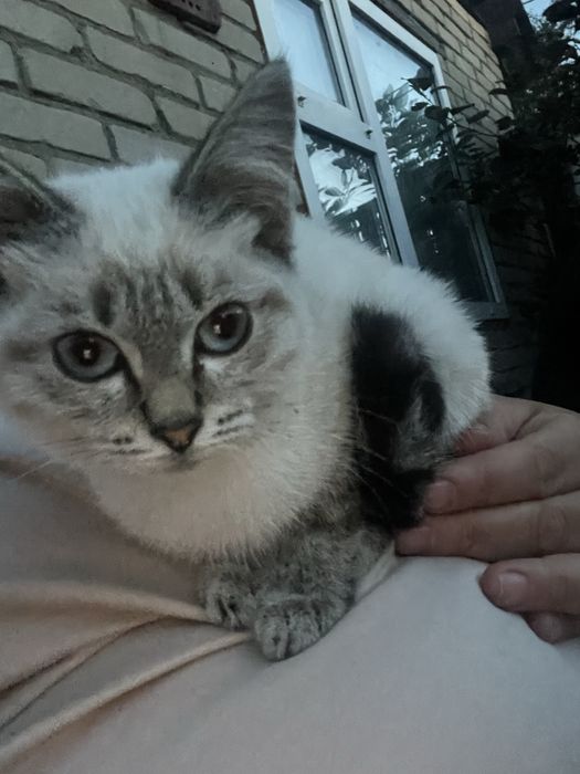 Отдам Котенка Могу привезти