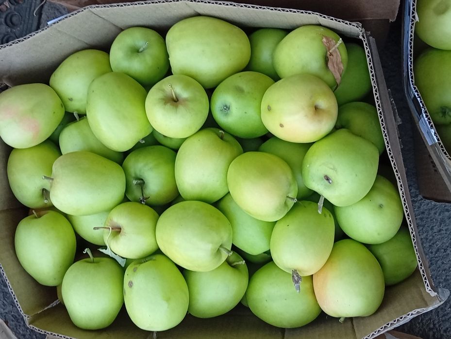 Апорт Восход сада продам