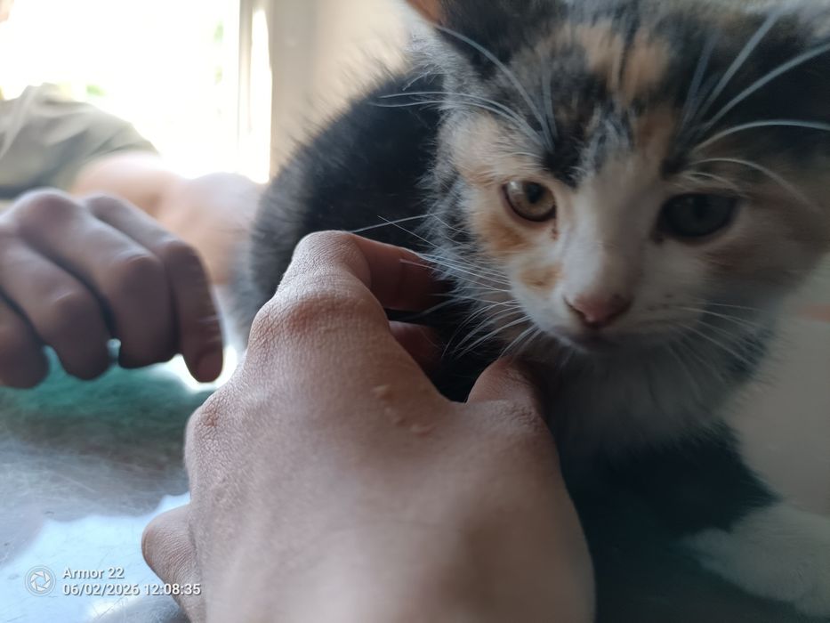 Отдадим котят, бесплатно.