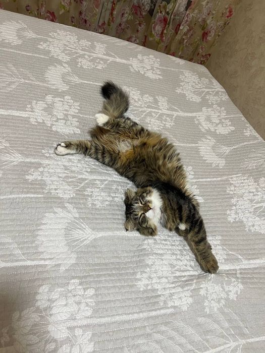 Продаются чистокровные шотландцы от правильной вязки