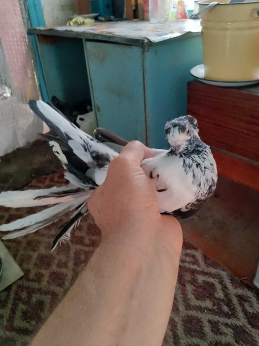 Продам молодых голубей