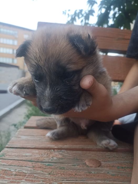 Щенок мальчик 2 мес