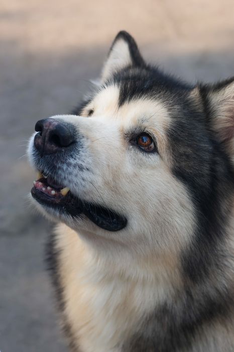 Готов к раннему бронированию щенок Аляскинского маламута