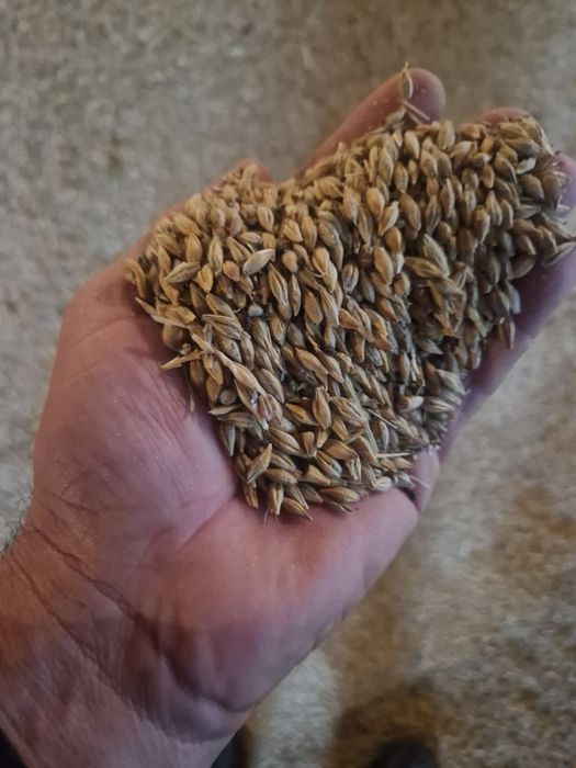 Арпа. Ячмень гост.