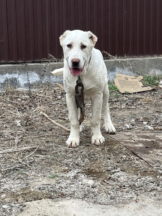 Тобет кушик каны оте мыкты